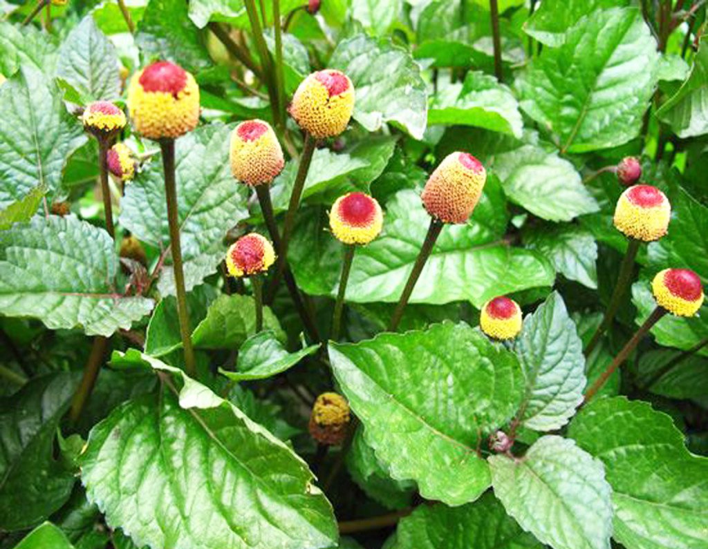 Akarkara Benefits for the Brain, Body and Beyond