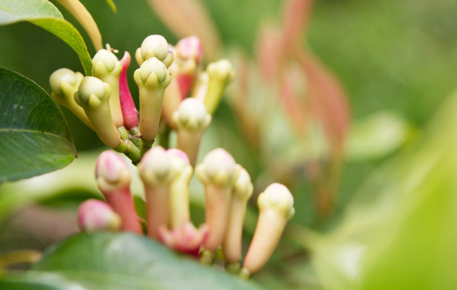 Clove Magic: Tiny Buds with Mighty Health Benefits