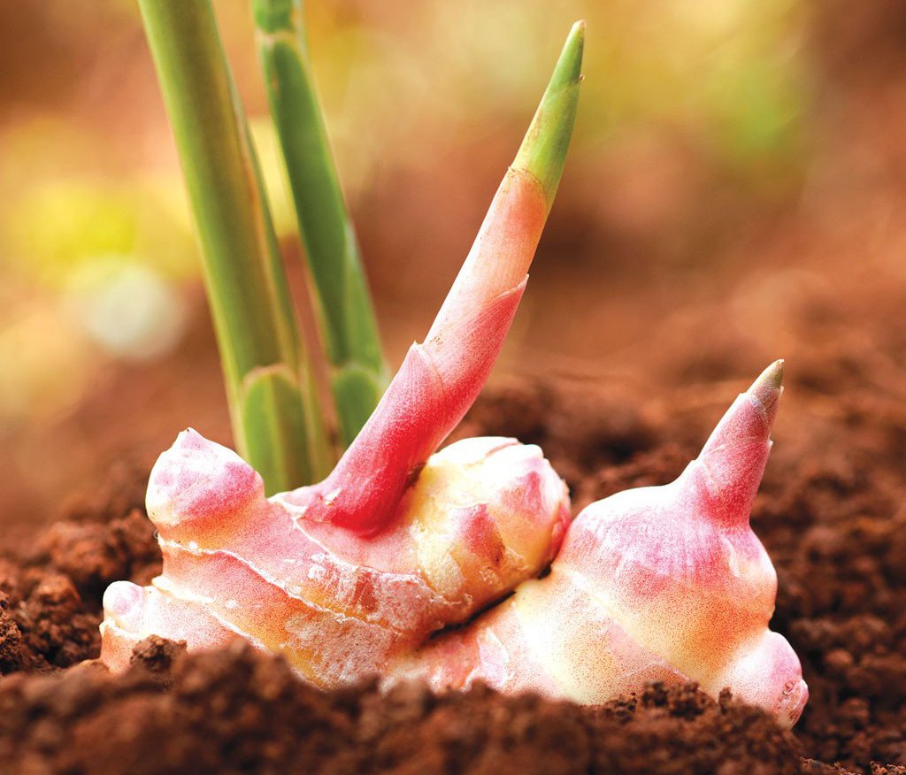 Ginger: Spicing Up Your Health and Wellness!