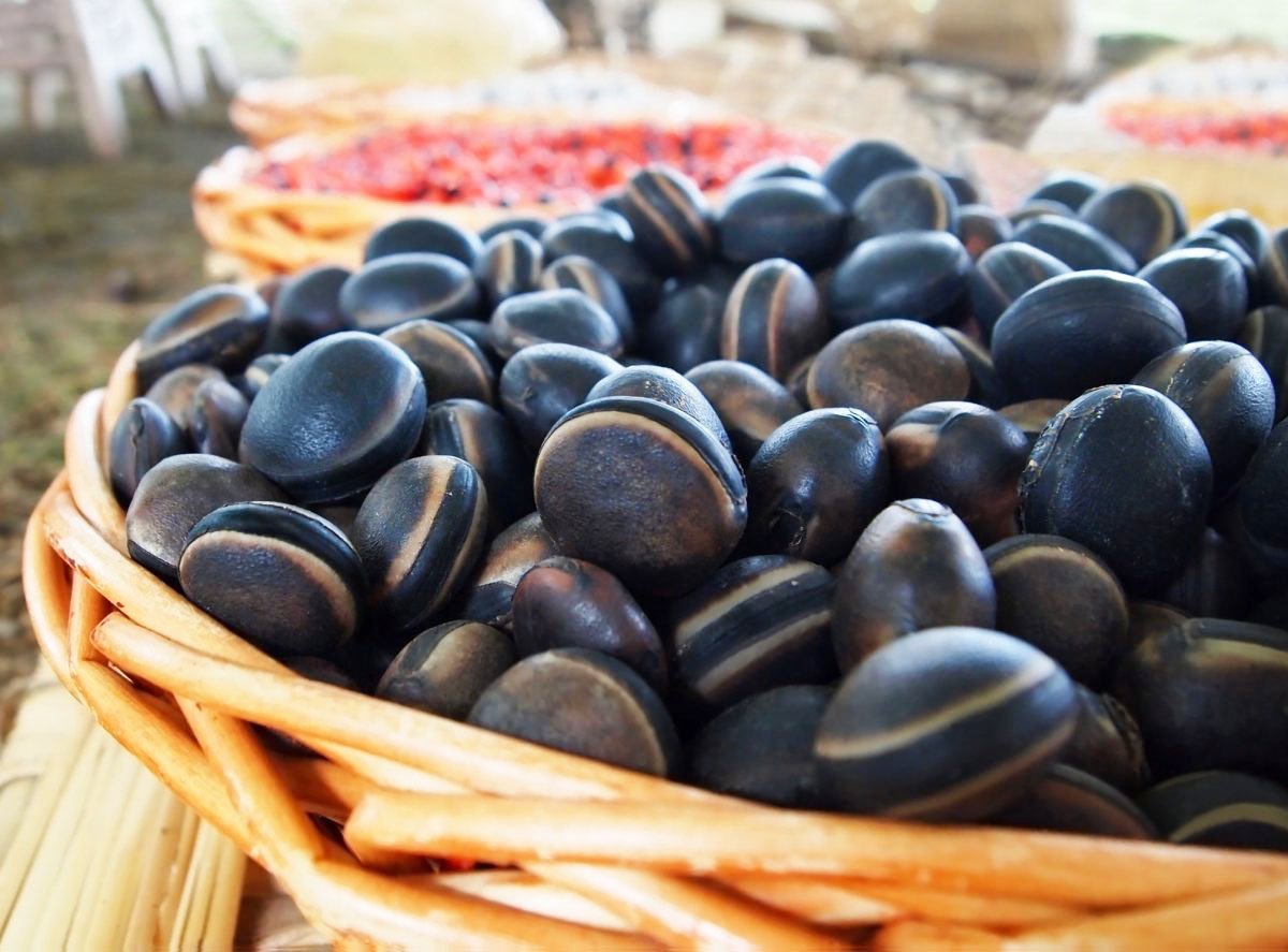 Mucuna Pruriens, the Happiness Herb for Stress and Fatigue