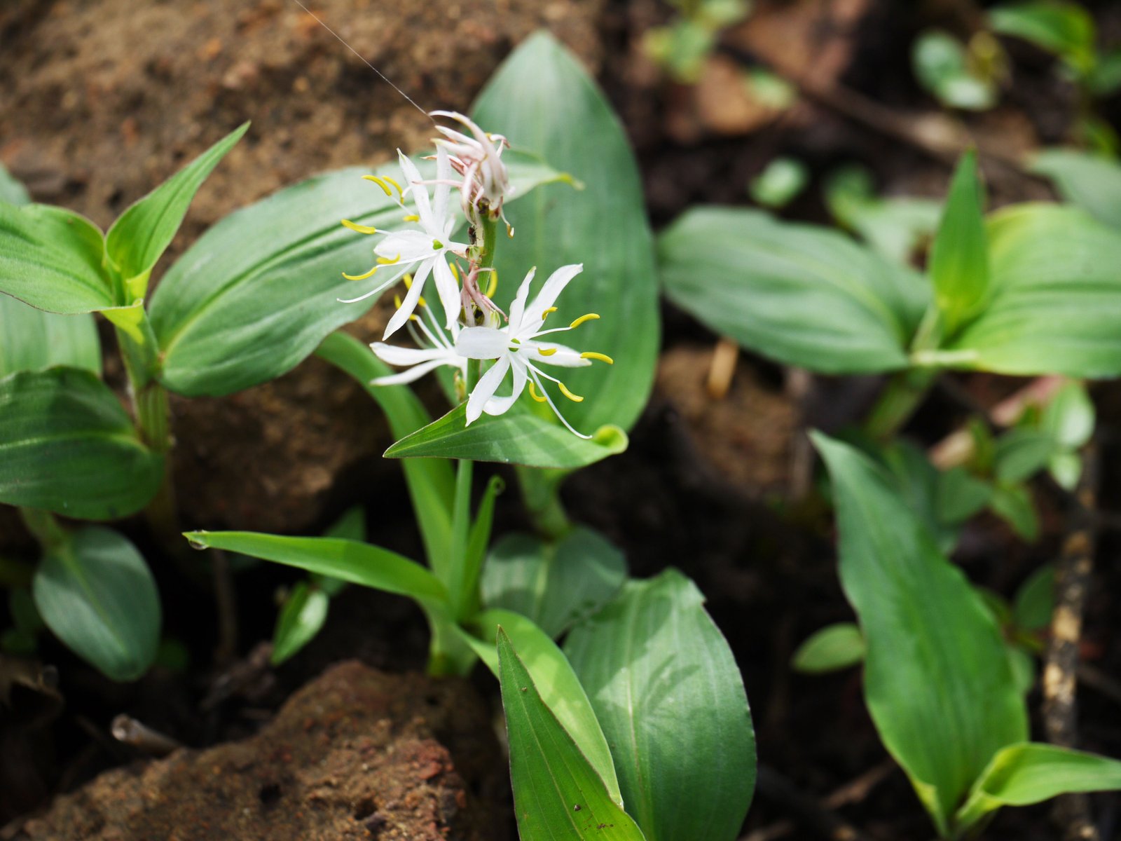 Safed Musli: Nature’s Answer to Modern Burnout