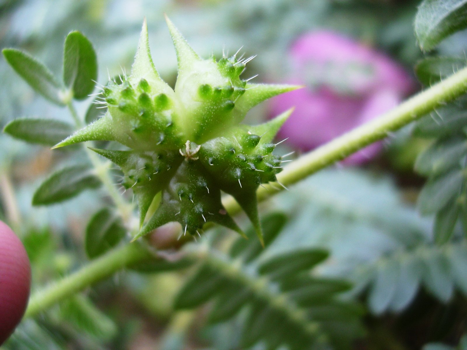 Why Tribulus Terrestris Still Matters for Health, Hormones and Energy