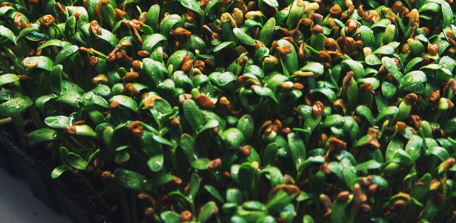 Fenugreek Seeds: From Ancient Legacy to The Healthful Mastery