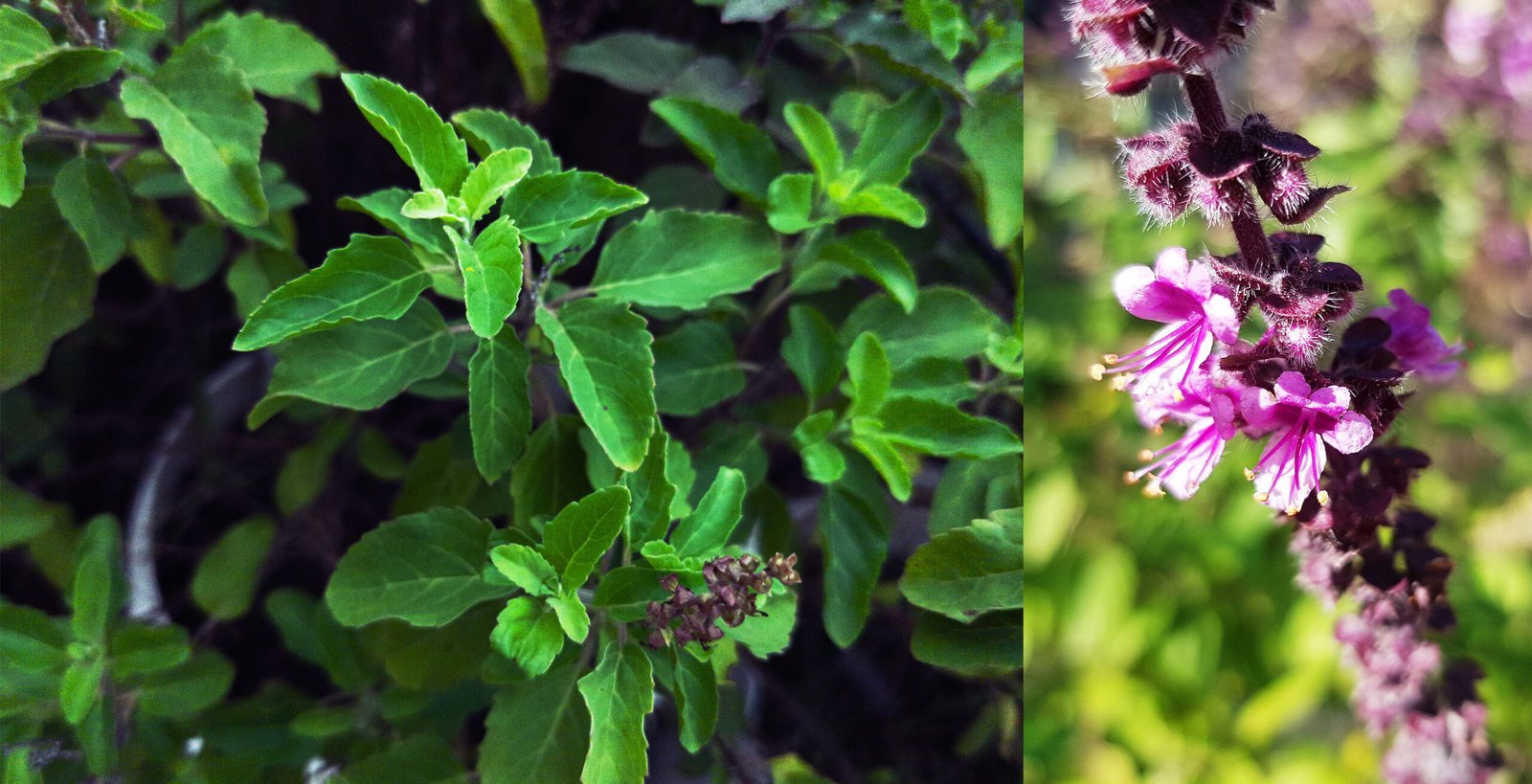 Holy Basil (Ocimum Sanctum) – The Sacred Healer