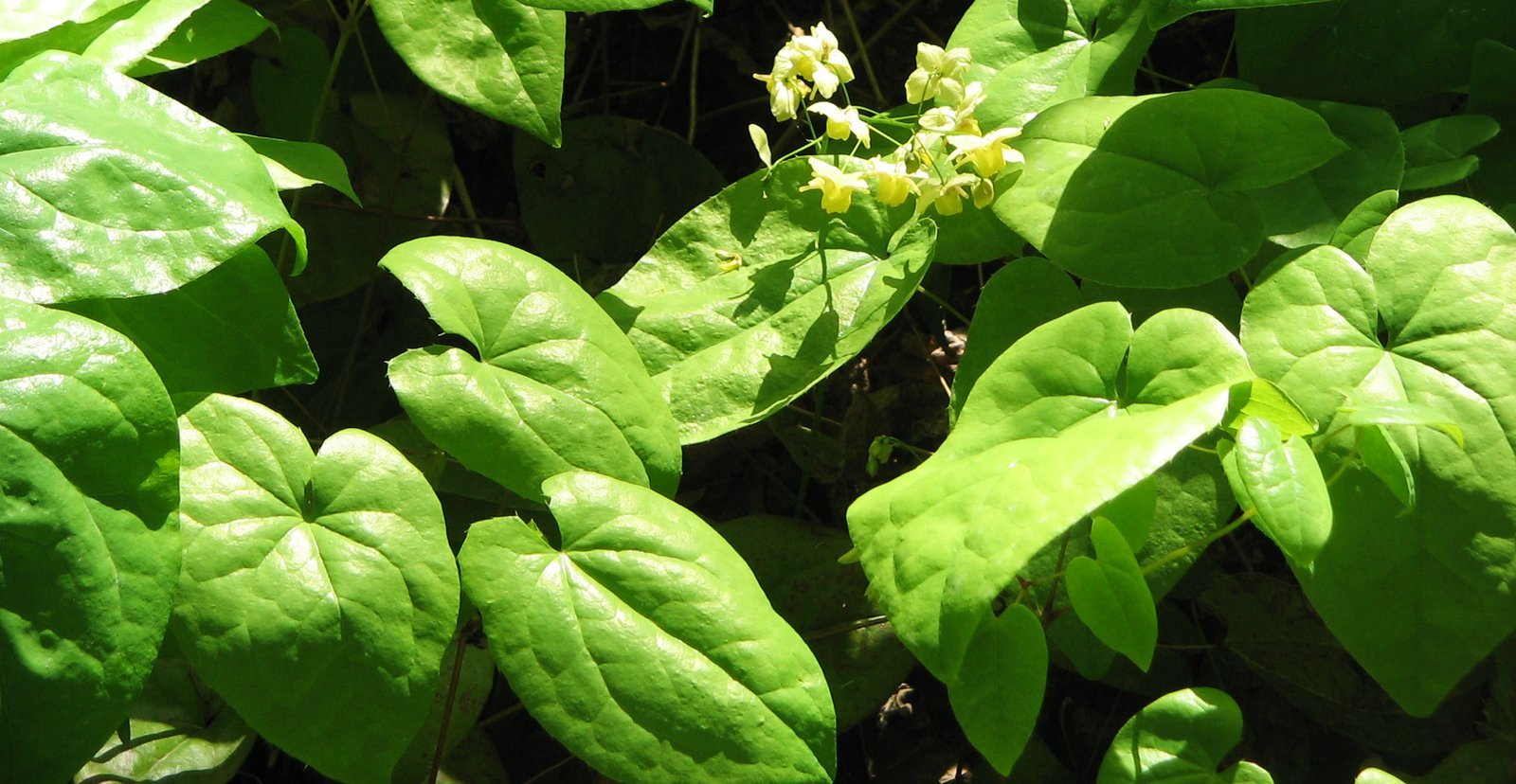 Horny Goat Weed: Mastering Men’s Health