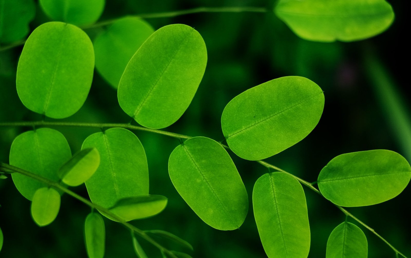 Moringa Oleifera: The Miracle Unveiled