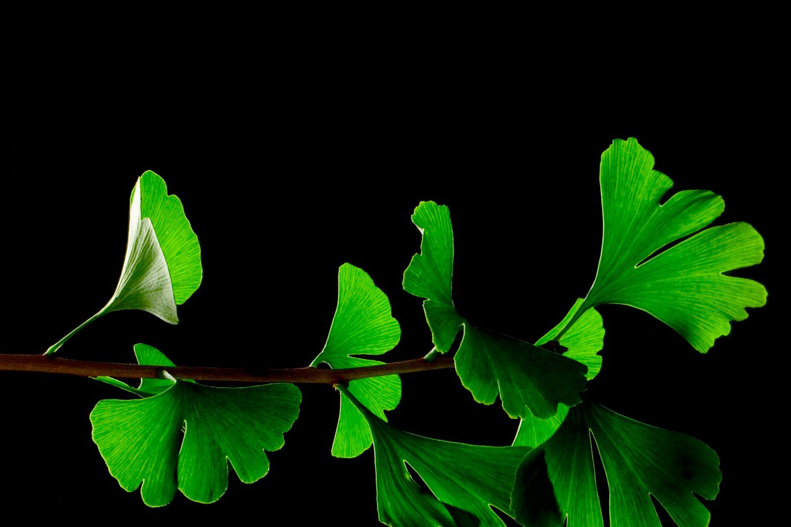 Ginkgo Biloba: The Science and Health Benefits