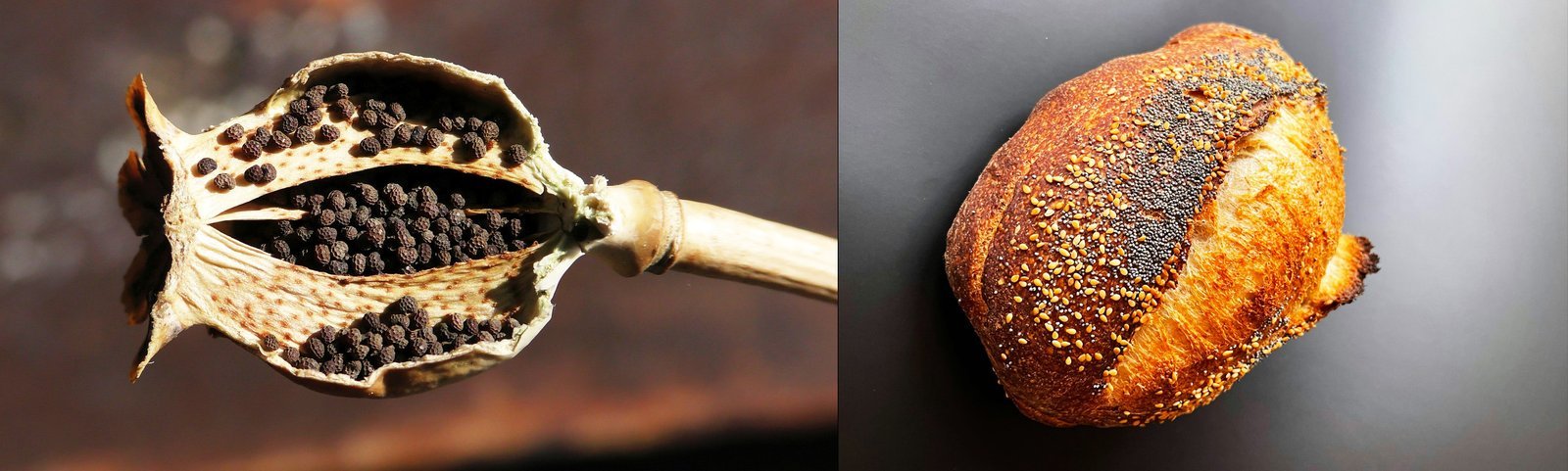 Poppy Seeds Benefits: From Ancient Kitchens to Modern Diets